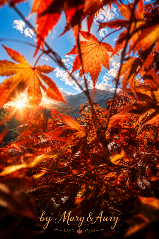 Foglie d'autunno sulle montagne al tramonto – poster Mary&Aury